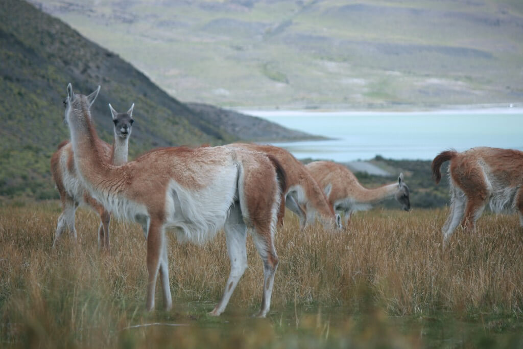 Patagonien - Torres del Paine Nationalpark in Chile (Guanakos)
