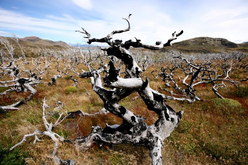 Reisetipps Patagonien: Verkohlte Baumleichen
