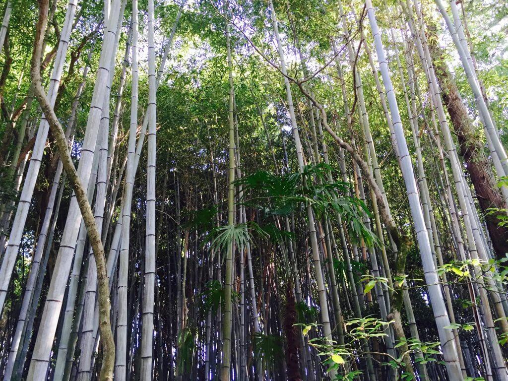 Reisetipps Kyoto: Bambuswald im Daitoku-ji