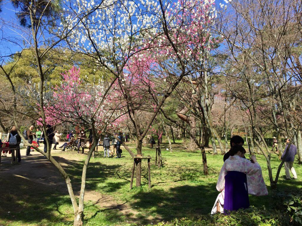Reisetipps Kyoto: Kirschblüte im Gyoen-Park