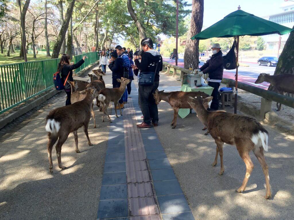 Reisetipps Kyoto: Rehe im Nara-Park