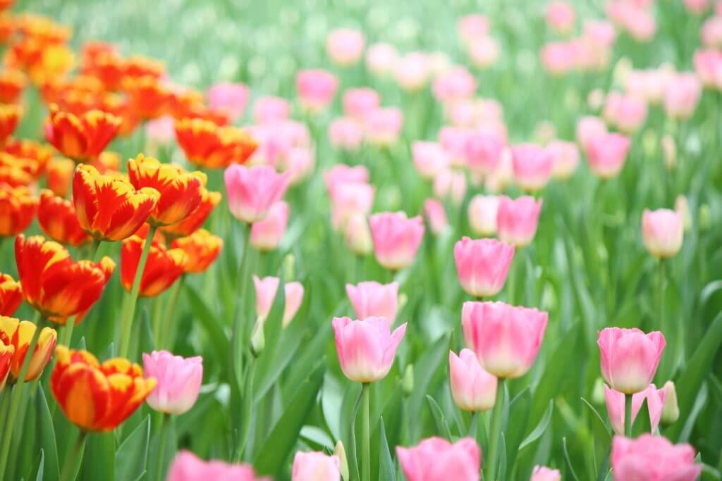 Peking Sightseeing Tipps: Blumenfeld im Zhongshan Park