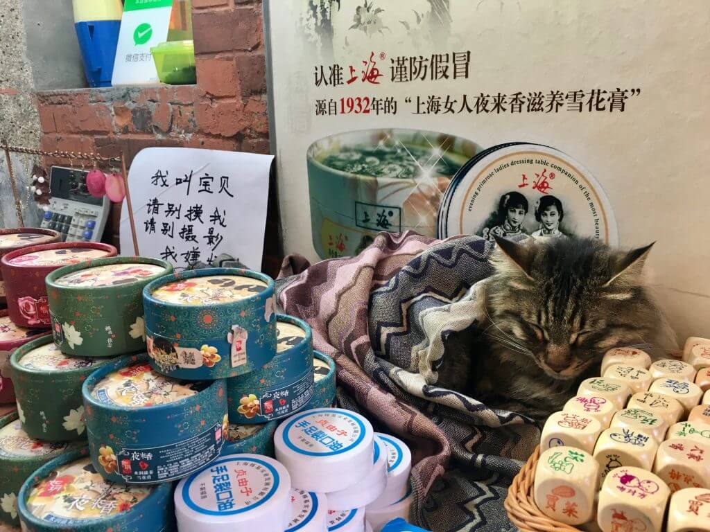 Sightseeing Tipps Shanghai: Katze im Tianzifang-Viertel
