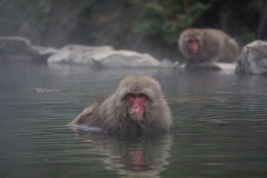 5 coole Fakten zu Japan: Badende Snow Monkeys
