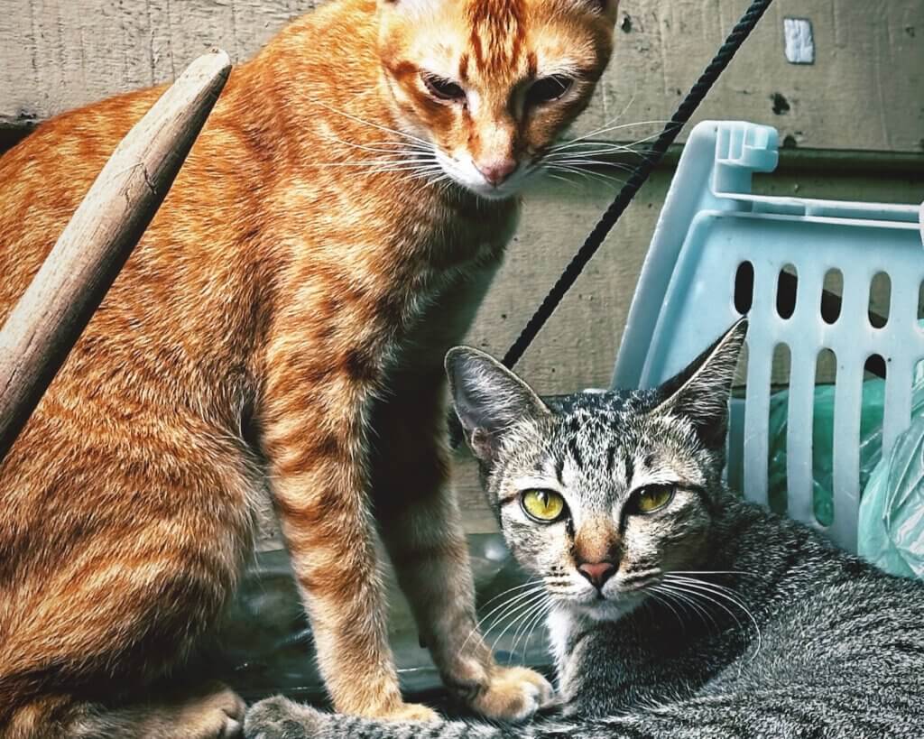 Zwei Katzen beim Dösen in einem Hinterhof an den Khlongs in Bangkok, Thailand