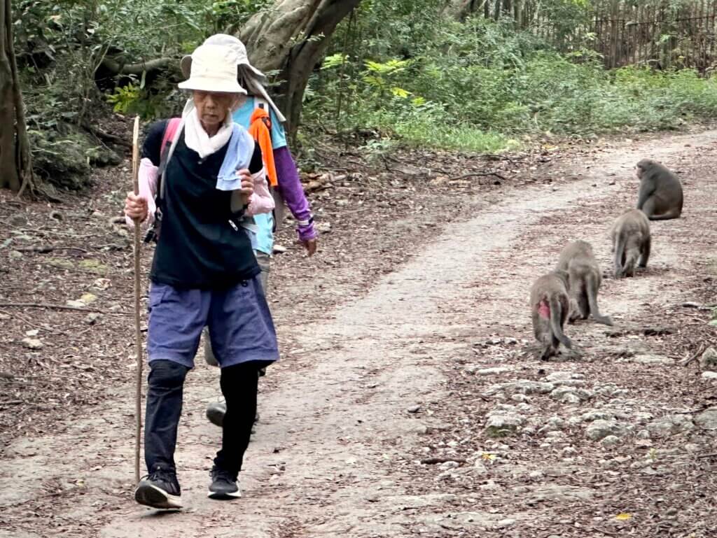 Wanderer und Gruppe von Makaken auf einem Waldweg im Shoushan National Nature Park in Kaohsiung – Taiwan Rundreise