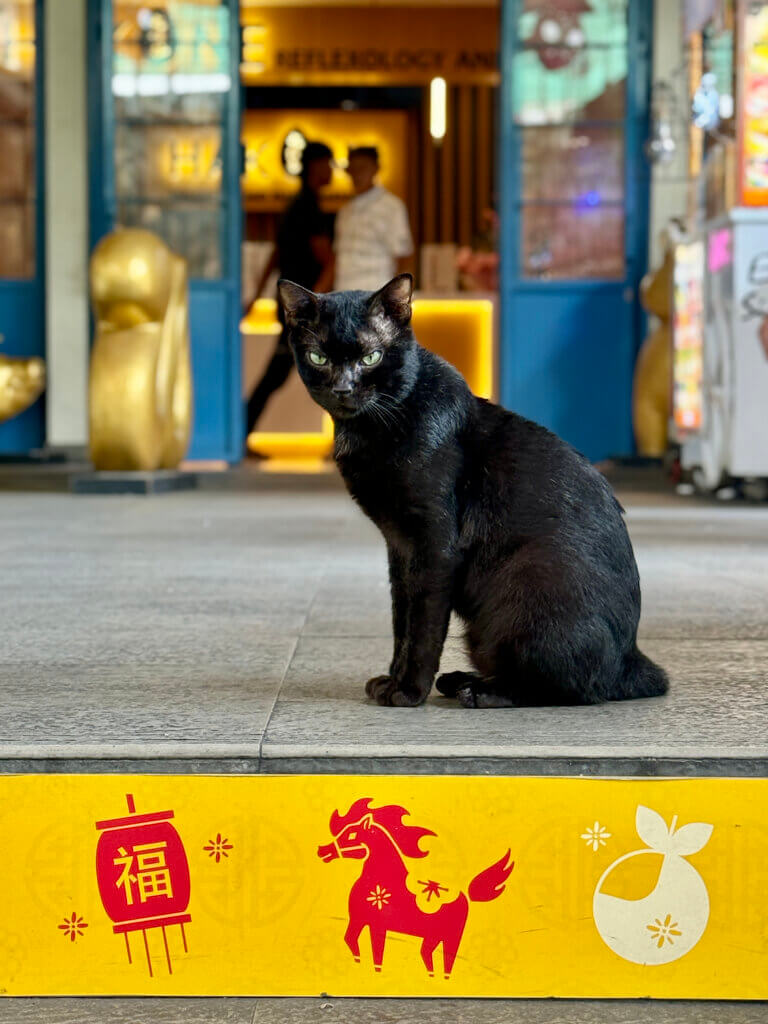 Neugierige Straßenkatze in Chinatown von Jakarta auf Java, Indonesien.