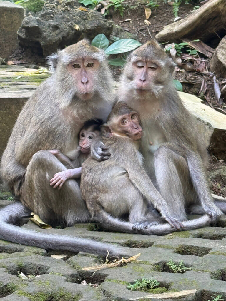 Affenfamilie im Naturreservat Pangandaran auf Java, Indonesien.